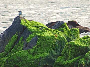 Atlantic Coast of Mexico. 